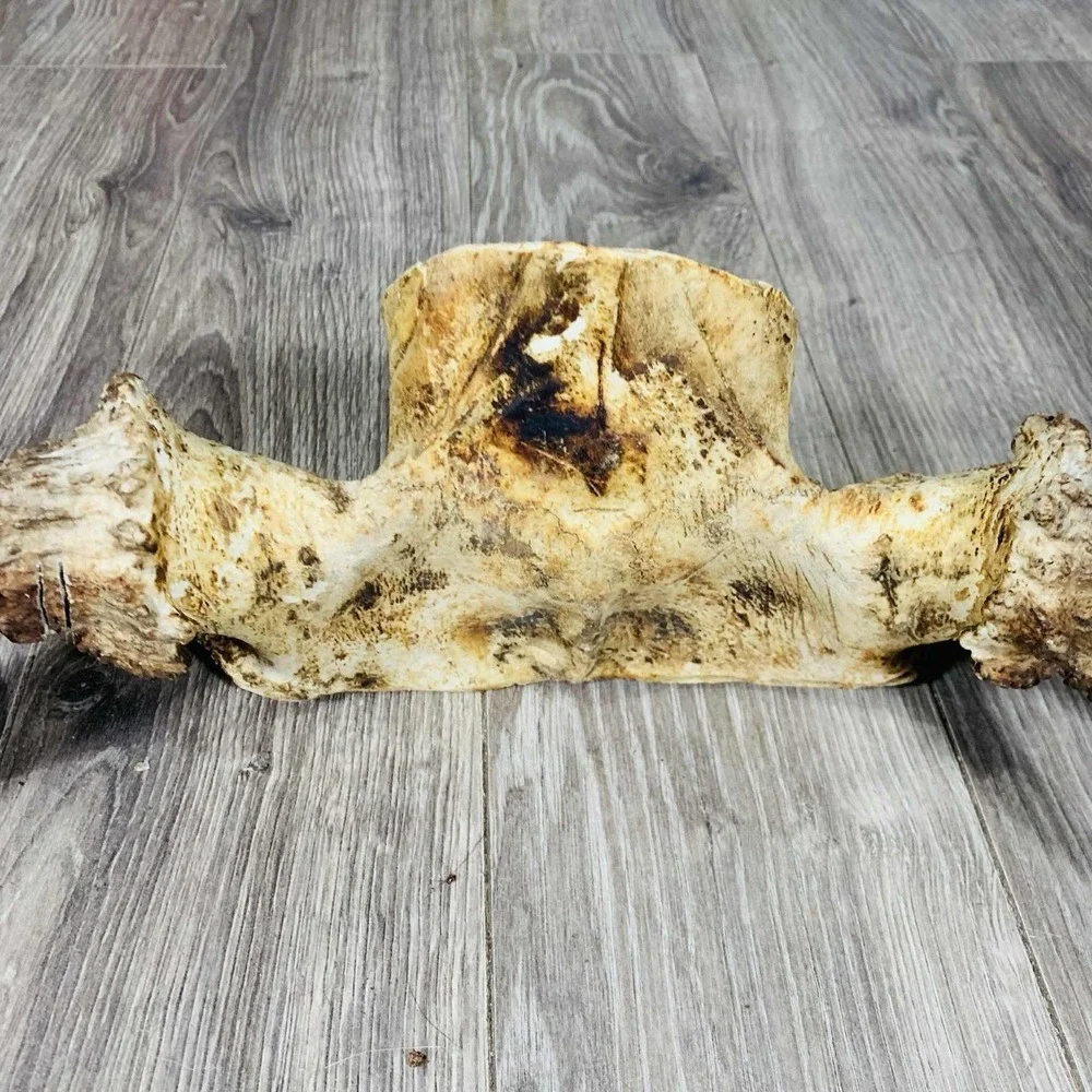 Naturally Shed Wild Moose Antler (Horn, Knife, Carving, Chew, Taxidermy) Full - Picture 6 of 10